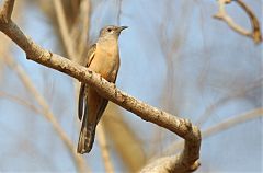 Brush Cuckoo